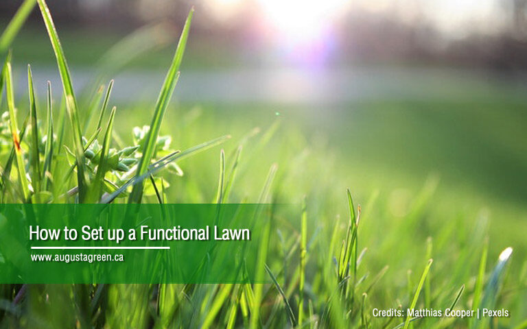 how to setup functional lawn