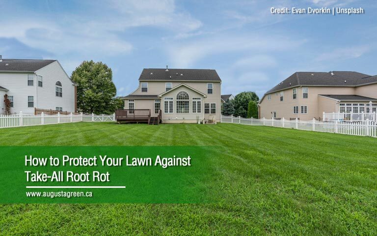how to protect your lawn