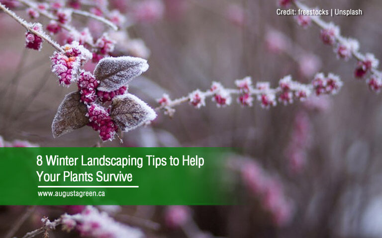 winter landscaping tips