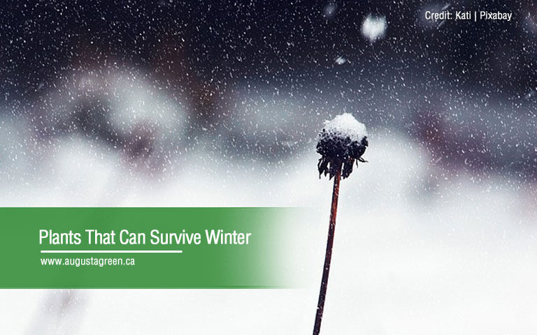 plants that can survive winter