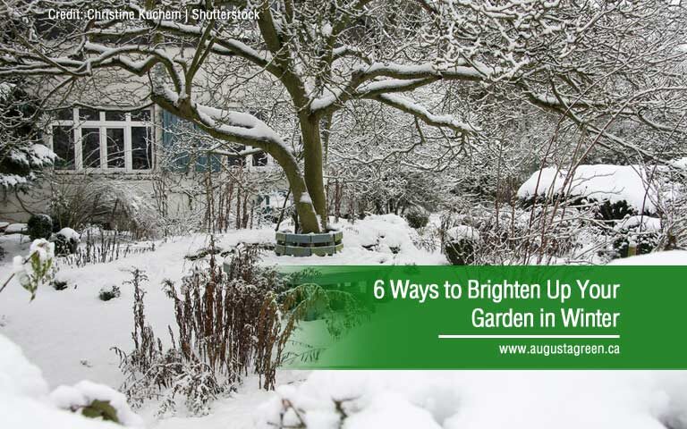 6 Ways to Brighten Up Your Garden in Winter